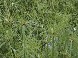 Image result for Cyperus dives