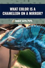 What Color Is A Chameleon On A Mirror In 2020