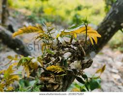 Image result for Brachystegia utilis