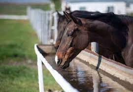 Your Horse S Water Sources Things To Consider The Horse