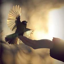 30 Perfectly Captured Bird Photography With Images Bird Photography Birds Beautiful Birds
