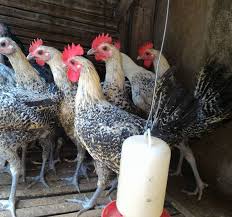 Maybe you would like to learn more about one of these? Beternak Ayam Arab Jantan Hobi Ternak