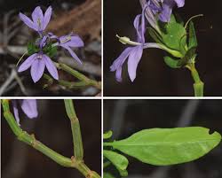 Image result for Triainolepis sancta