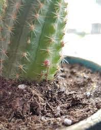 Powderkeg pass is the fifth area in cactus mccoy and the curse of thorns. What Is This Red Bump On My Cactus Succulents