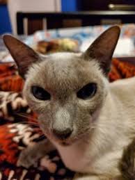 He can come with bedding and toys. Staff Pets Dallas Isd Staff News