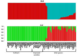 Image result for Eragrostis aethiopica