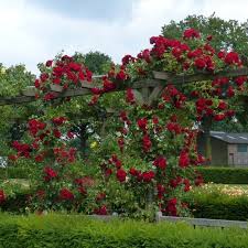 Rosier Grimpant Amadeus Rosier Grimpant Rosier Terrasse Jardin