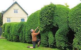 Yang terpenting, pagar tersebut memiliki fungsi untuk yang membedakan pagar rumah satu dan lainnya adalah desain pagar tersebut seperti warna pagar dan model yang harus disesuaikan dengan desain. Menanam Pagar Hidup Dan Penjagaan Lindung Nilai