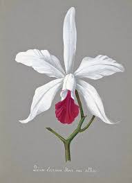 Laelia Elegans Var Alba Orchid Illustration Orchid Drawing Botanical Drawings
