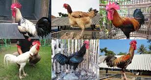 Hasil gambar untuk AYAM BIRMA RAKSASA