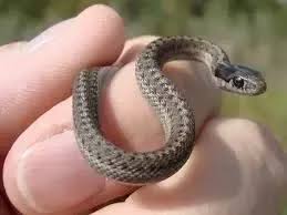 Ihr experte für edle spirituosen. What Does A Baby Snake Look Like How Small Are They Quora