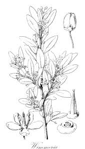 Image result for Allocassine laurifolia