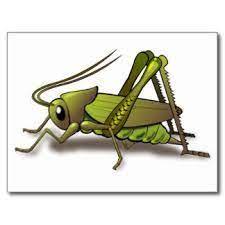 Image Result For Cartoon Cricket Insect Cricket Insect Insect Clipart Insects