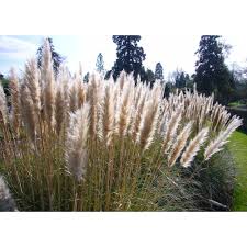 Pflanzen und pflegen von pampasgras. Saflax Graser Bambus Amerikanisches Pampasgras 200