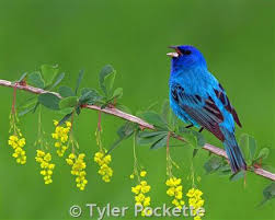 Image result for Passerina montana