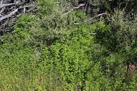 Image result for Dysphania carinata