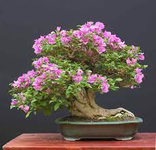 Check spelling or type a new query. Five Species That Make Great Indoor Bonsai Tree Nayturr
