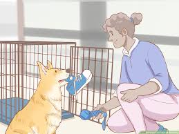 How to kennel train a dog. How To Crate Train An Older Dog 11 Steps With Pictures