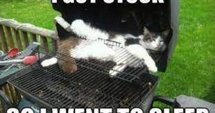 Imgs For Black Bbq Meme Funny Cat Memes Crazy Cats Funny Cats And Dogs