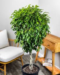 Image result for Ficus