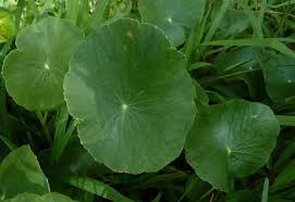 Image result for Hydrocotyle bonariensis