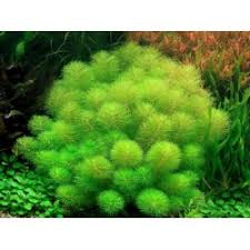 Image result for Limnophila indica