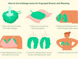 Cabbage Leaves For Breast Pain Engorgement And Weaning