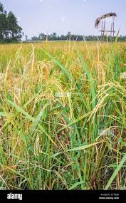 Image result for Oryza