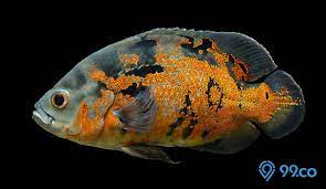 Harga ikan oscar batik infoikan.com semakin beragamnya jenis ikan oscar, maka tidak bisa dipungkiri jika banyak dari penggemarnya menanyakan soal harga ikan hias tersebut. 8 Jenis Ikan Oscar Tercantik Yang Paling Banyak Dicari Mana Favoritmu