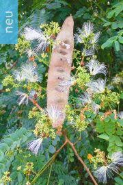 Image result for Albizia zimmermannii
