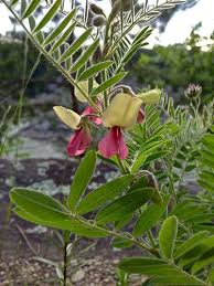 Image result for Tephrosia rhodesica