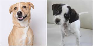 See all our little protégés waiting for their furever homes and learn more about our adoption procedures and fees. Cutest Mixed Breed Dogs You Can Adopt National Mutt Day
