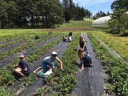 Pick freshly ripened peaches, blooming sunflowers, zinnia, and wild flowers. Newsletters Sea Bluff Farm Certified Organic Iopa 1920