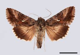 Image result for Autographa gamma
