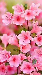 Mary Sol On Twitter Azalea Flower Beautiful Pink Flowers Beautiful Flowers