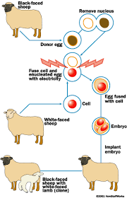 Dolly How Cloning Works Howstuffworks