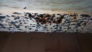 Image result for bed bugs droppings