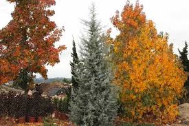 Image result for Cupressus arizonica