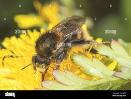 Image result for Bombus humilis
