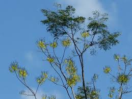 Image result for Schizolobium parahyba