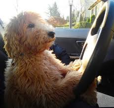 This baby doll loves attention, is. Goldendoodle Breeder Ny Goldendoodle Puppies Ny Mini Sheepadoodle Puppies Doodles By River Valley Doodle Puppies River Valley Goldendoodles Puppy Breeder In Ny Near Pa Near Nyc