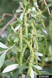 Salix alba 'argentera' oder 'sericea', silberweide: Salix Alba Alchetron The Free Social Encyclopedia