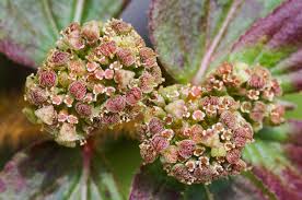 Image result for Euphorbia hirta