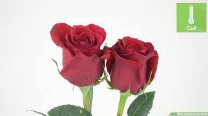 How To Keep Roses Fresh: 13 Steps (With Pictures) - Wikihow