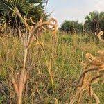 Image result for Ctenium newtonii