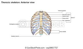 The ribs are a set of twelve paired bones which form the protective 'cage' of the thorax. Thoracic Skeleton Anterior View In Vertebrate Anatomy Ribs Are The Long Curved Bones Which Form The Rib Cage In Most Canstock