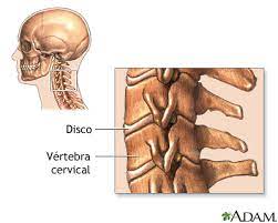 La región cervical es la encargada de mover y situar la cabeza en la posición más favorable para llevar a cabo a diferentes funciones. Vertebras Cervicales Medlineplus Enciclopedia Medica Illustracion