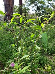 Image result for Vernonia anthelmintica