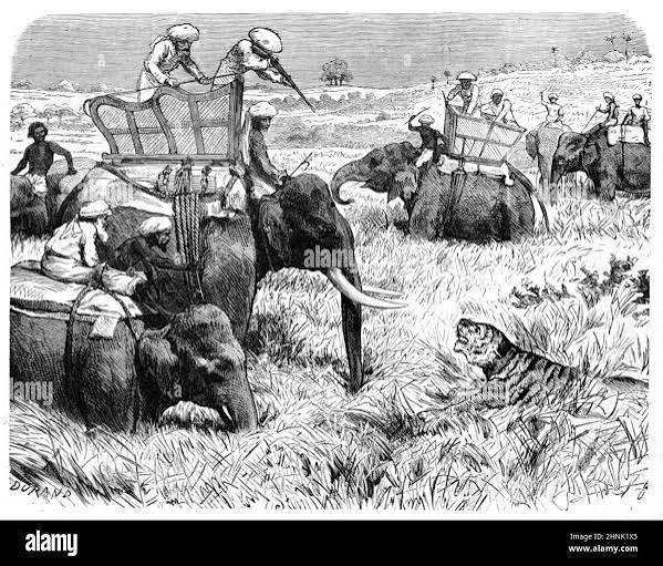 Tiger Hunt or Hunters Hunting Tigers from Elephants in British Colonial India. Vintage Illustration or Engraving 1883 Stock Photo - Alamy