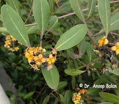 Image result for Nesogenaceae